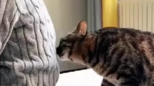 狸花猫闻一下满脸疑惑