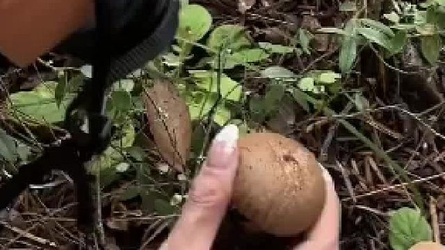 女子发现一个会喷孢子的蘑菇，这也太神奇了