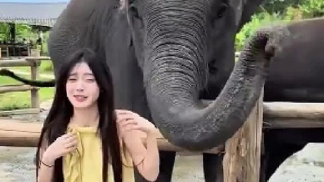 女生在野象谷与大象拍照，沒想到被大象用鼻子亲了一口