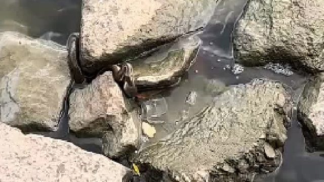 它生气了