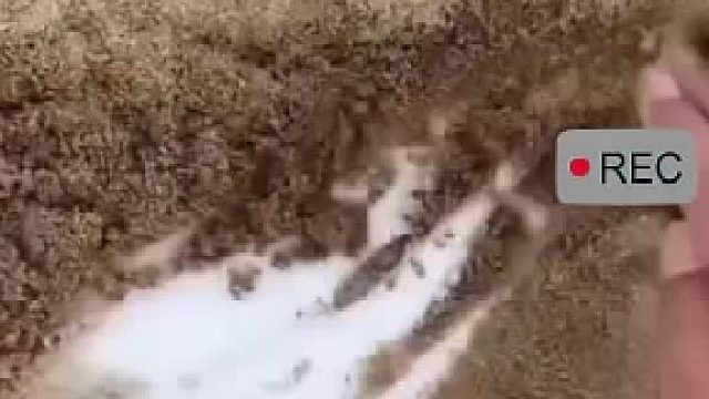 男子在沙滩上发现神奇一幕，扒开沙子之后下面竟然是雪花！