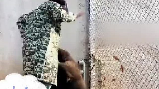 女饲养员教育犯错的棕熊，揪起耳朵恨不得一巴掌“打”上去