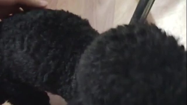 狗狗只吃不长肉，真该警惕你的狗粮了