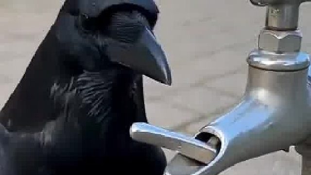 现代版乌鸦喝水​