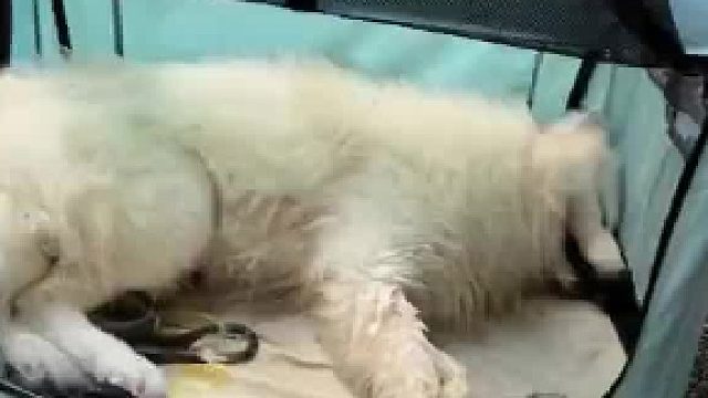 一时疏忽的爱狗人士，把萨摩狗狗关在密闭的车内一小时