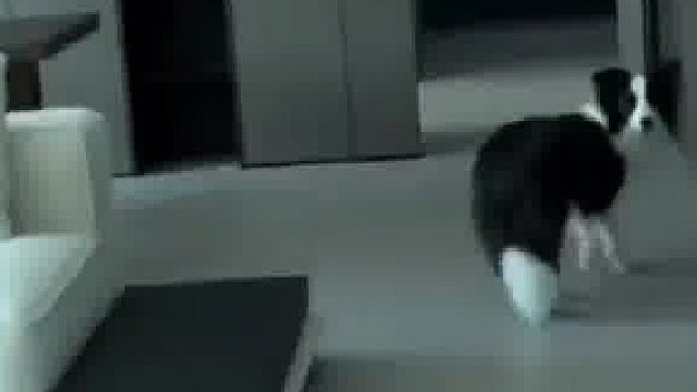 主人回到家狗子在门口迎接，走进客厅看到一地狼藉和一只心虚的狗