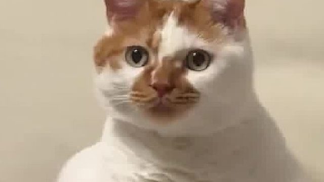 当小猫的阴谋被当场拆穿哈哈哈哈