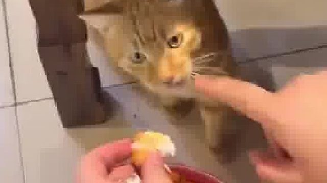 贪吃猫一次吃1斤多虾还默念“卖不出就是我的