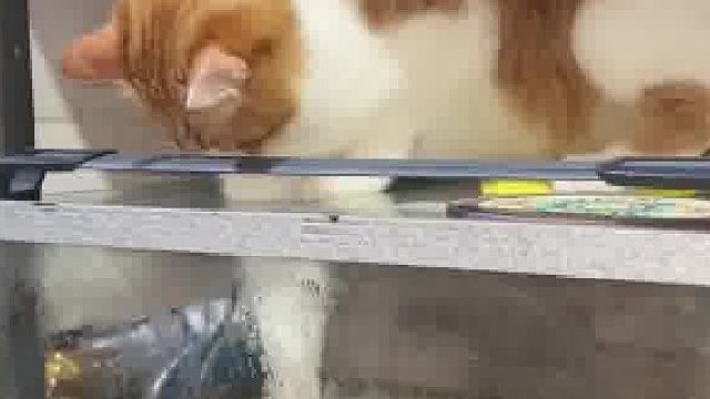 家里的恶霸猫咪