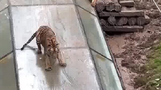 老虎组团玩“滑滑梯”，下面的是安全员吗？​