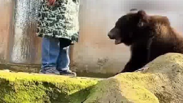 女饲养员教育犯错的棕熊，揪起耳朵恨不得一巴掌“打”上去