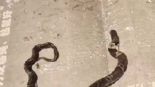 蛇被沾鼠胶粘住不停挣扎蠕动全身发力依然寸步难移
