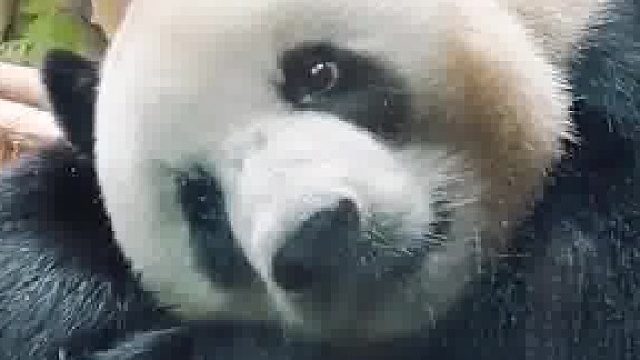 谁参观谁？大熊猫和游客隔着玻璃“对视”，大熊猫：你看我你得买票，我看你还是你花钱