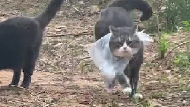 网友养的这只小猫咪叫奶盖，特别能干