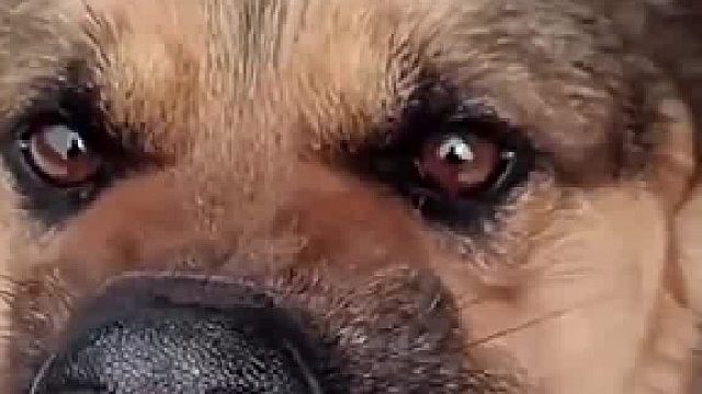 小伙拿狗粮逗农村土狗接下来一幕哭笑不得伤害不大侮辱极强