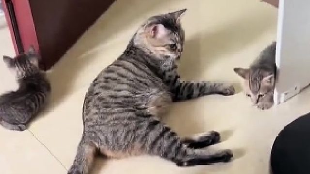 小猫捣乱猫妈妈随机教训一只​