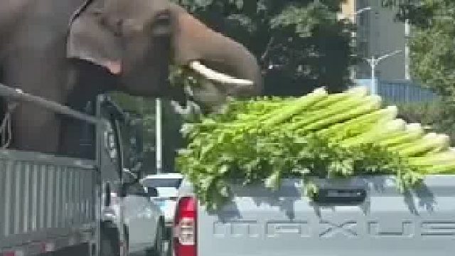 大象：你滴尼