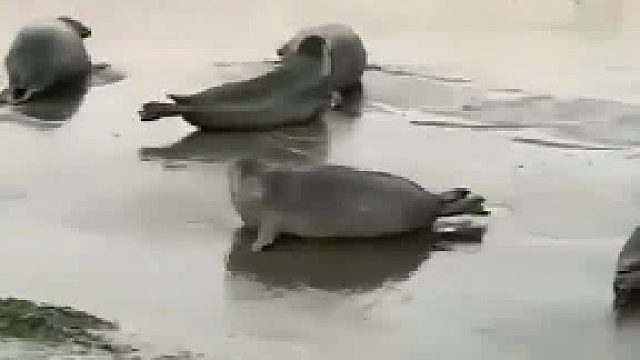 海豹湾海豹太萌了，圆滚滚的样子趴在礁石上晒太阳​