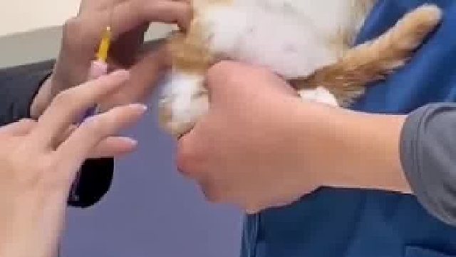 猫也怕打针，吓一激灵​