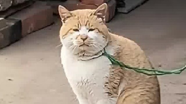 咪：我要出去玩，不要被它迷惑了它一定很厉害