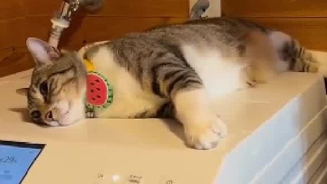 小猫肚子上的肉随着洗衣机晃动​