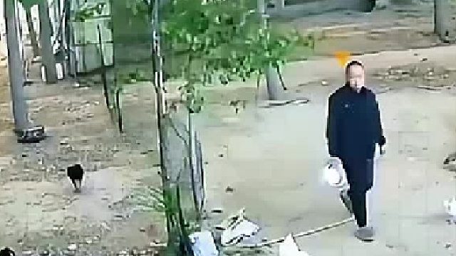 监控下的一幕，公鸡啄人男子直接当头一盆，打完立马后悔了