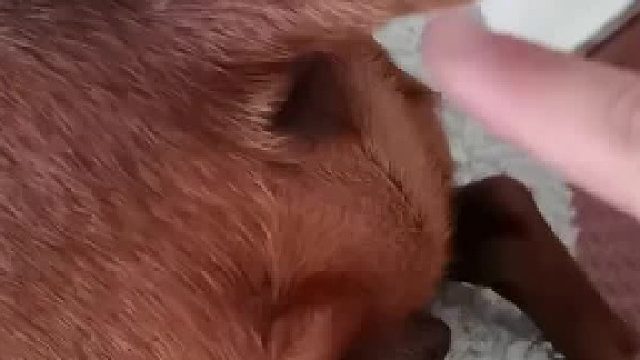 摸一下狗子屁股给另一只狗闻，“怎么样，味道酸爽不”，网友：这手还能不能要了