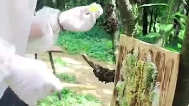 绿色的蜂蜜你见过吗