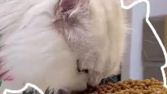 用你现有的文化形容这只小猫