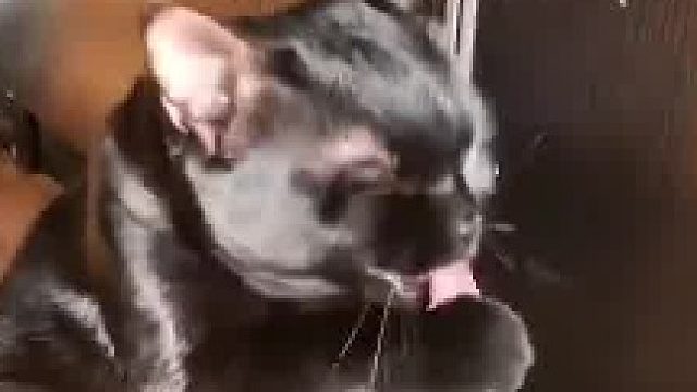 猫把掉落的黑胡子留给主人