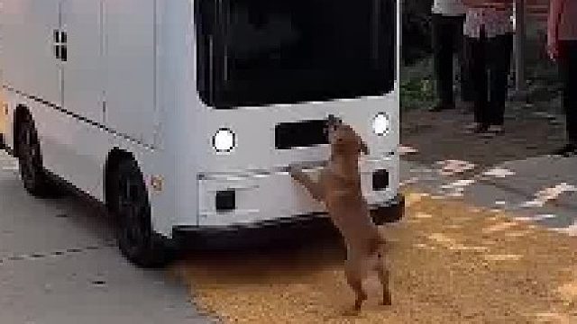 狗子挡住无人驾驶快递车，这局怎么解？
