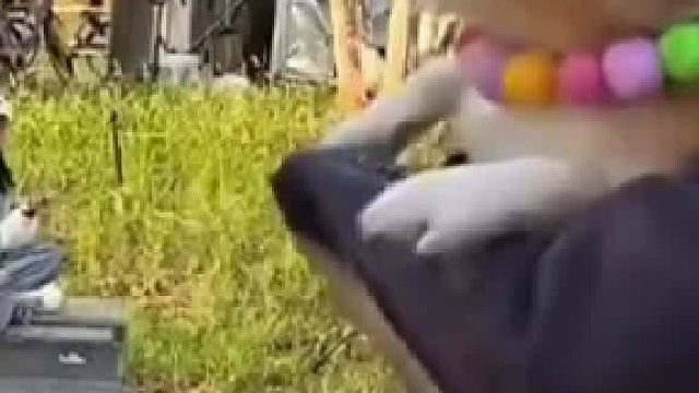 狗仗人势真实体现