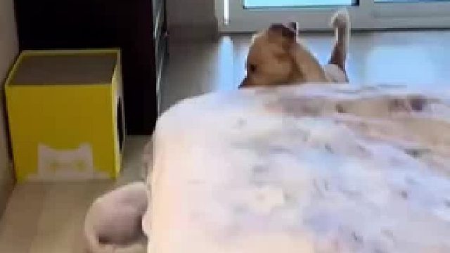 猫狗打架主人出声制止，狗狗乖乖停手，猫咪还在不停挑衅，网友：狗在看人脸色，猫以为狗怕了