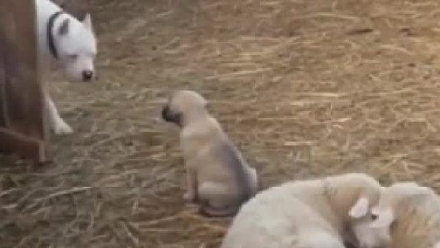 一条杜高犬突然闯进羊圈径直走向小狗，眼看还没离开的意思，一旁的狗妈妈立马站起，坎高小老弟看归看 ，可不兴动手啊!