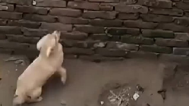 这狗成精了！