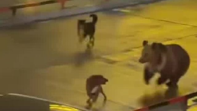 太吓人！网友拍下藏马熊街头狂奔
