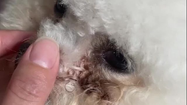 垃圾狗粮能别再卖了吗…