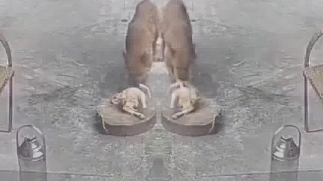 煮熟的鸭子飞走了狗狗趁人不备叼走鸭子，还看了老人好久，不回应就当是同意了​