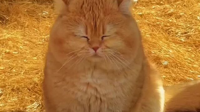 差点划不动这个视频了，怎么会有这么多胖猫