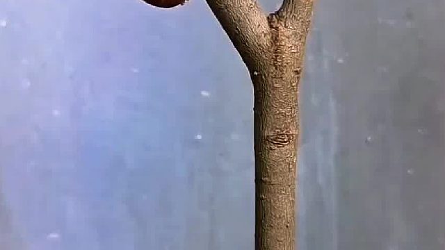 这一幕亲眼目睹了金蝉完美的蜕变