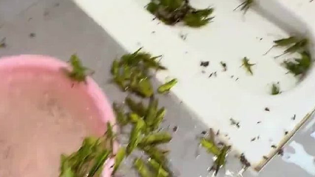 这种虫子咬人吗！