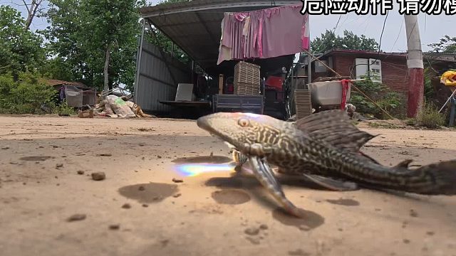 外来物种清道夫，在菲涅尔的照射下能坚持多久呢？