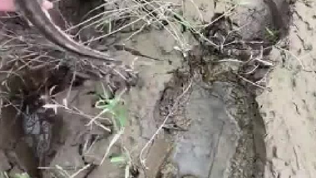 钓鱼佬拍视频放生了一条鱼