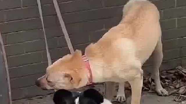两只狗狗在墙边“工作”，谁说狗狗不会做家务？​