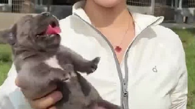 女子晒山鹰卡斯罗犬小时候和长大的样子，小时候软软糯糯，长大后霸气十足