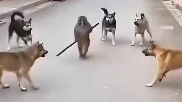 美猴王决战五只哮天犬