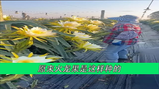 原来火龙果是这样种的