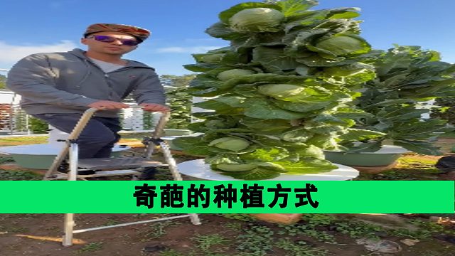 奇葩的种植方式