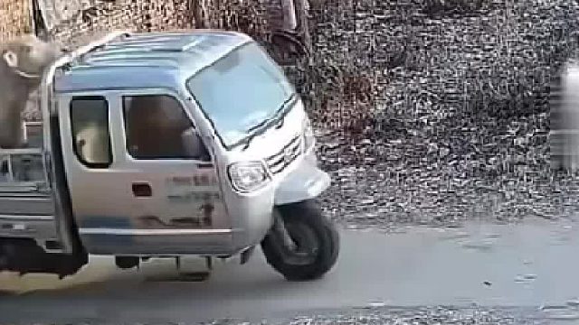 牛自己搞翻了车，它却骂骂咧咧的怪车压住了它