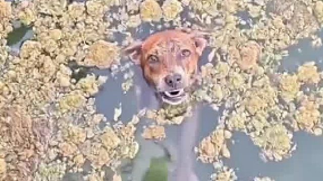 男子外出散步看到水里有一只狗准备上前施救可看到狗龇牙咧嘴的模样立马犹豫了